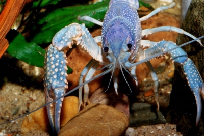 Procambarus clarkii "Blue Pearl" - Hellblauer Sumpfkrebs