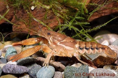 Procambarus versutus