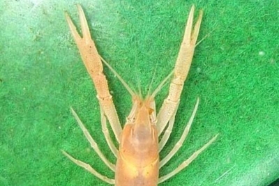 Procambarus oaxacae redelli cf - Mexikanischer Höhlenkrebs