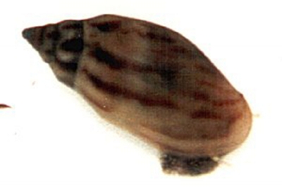 Melanopsis cf. cariosa - afrikanische Turmdeckelschnecke I