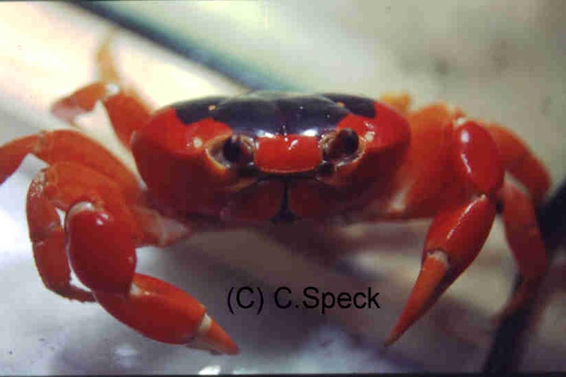 Gecarcinus lateralis - Halloween Krabbe
