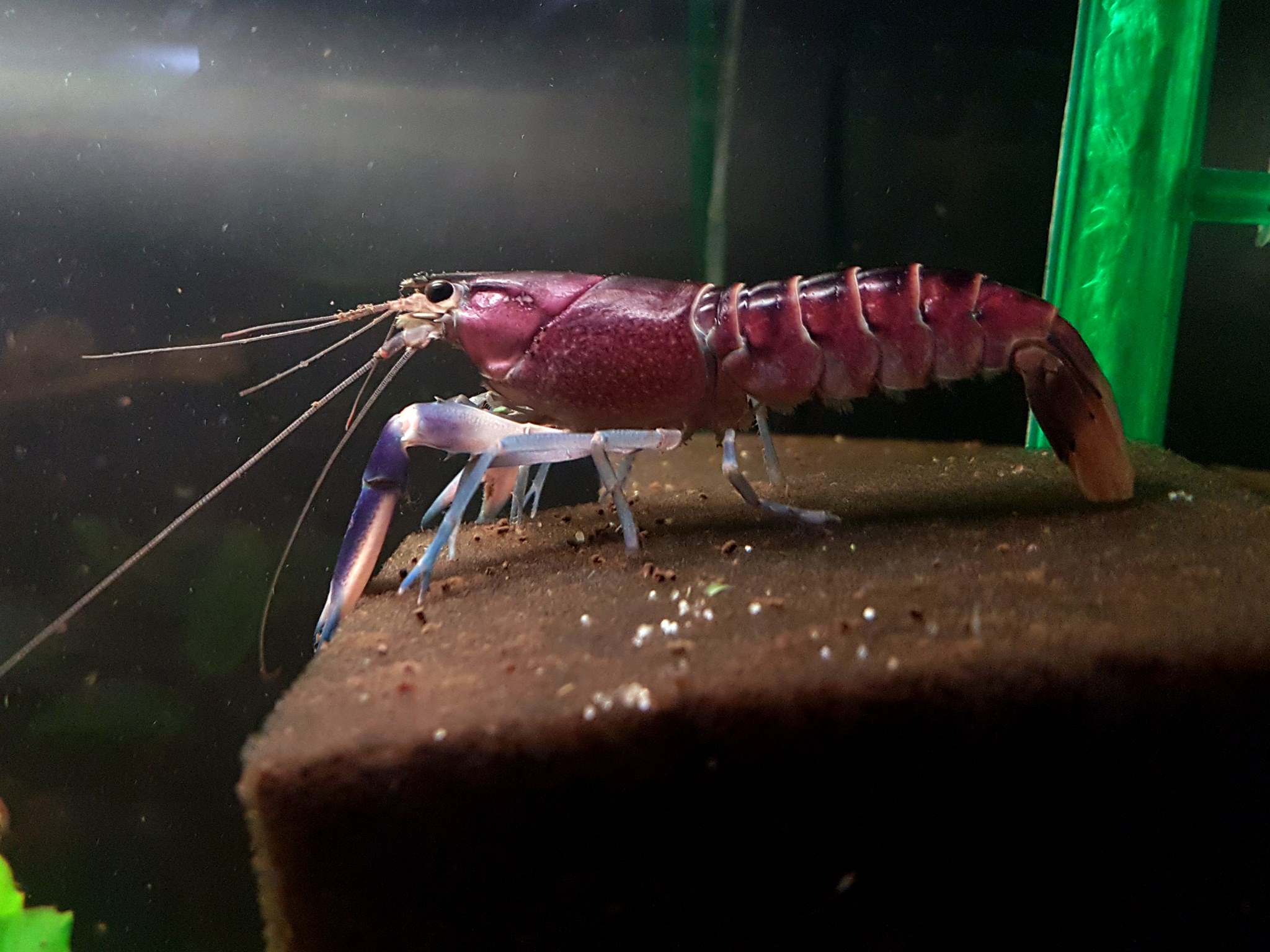 Blau-rosa Krebs - Cherax pulcher aus West-Papua