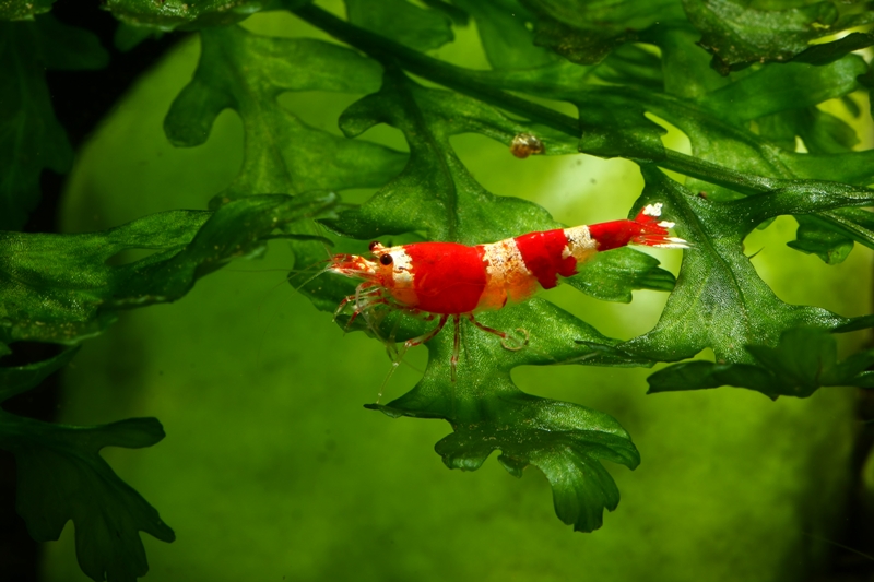 Red Bee, Grade A, sind die ersten schönen rot-weißen Bienengarnelen.