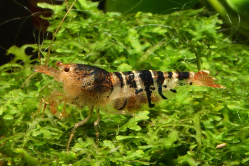 Bienengarnele, Caridina logemanni