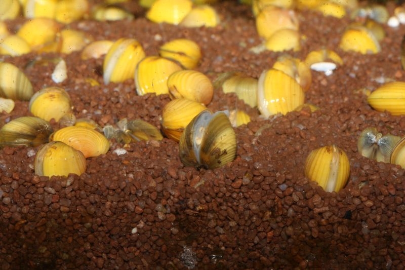 Muscheln