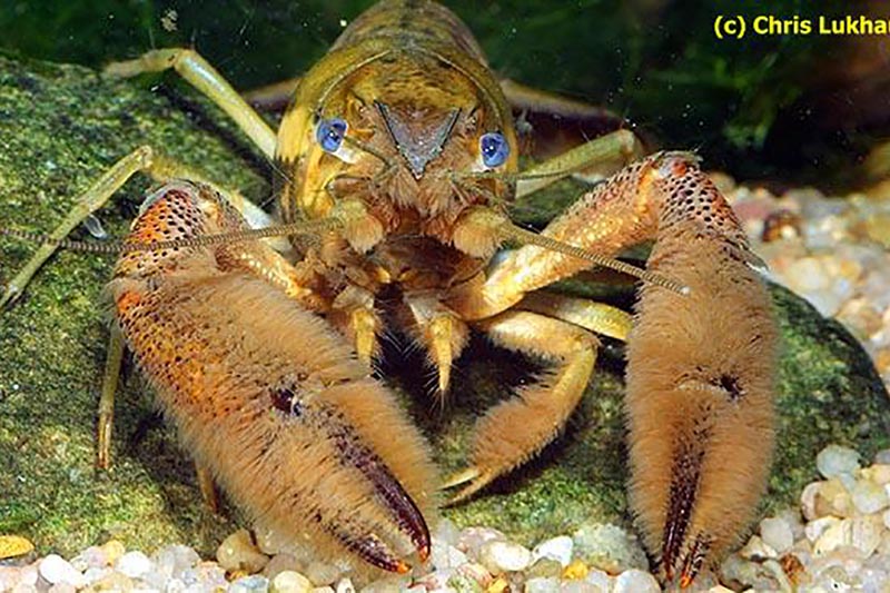 Procambarus acanthophorus