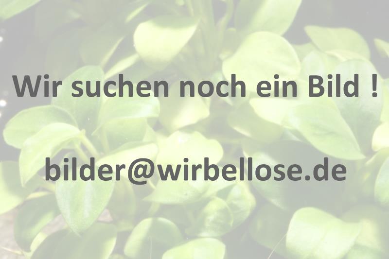 www.wirbellose.de