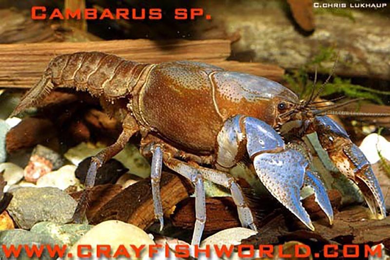 Cambarus sp. Blauschere