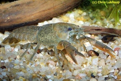 Procambarus mexicanus