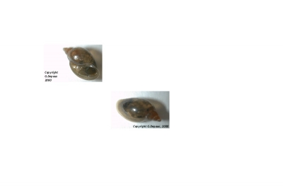 Spitze Blasenschnecke - Physella acuta