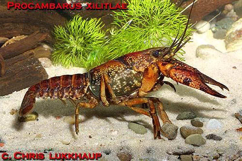 Procambarus toltecae