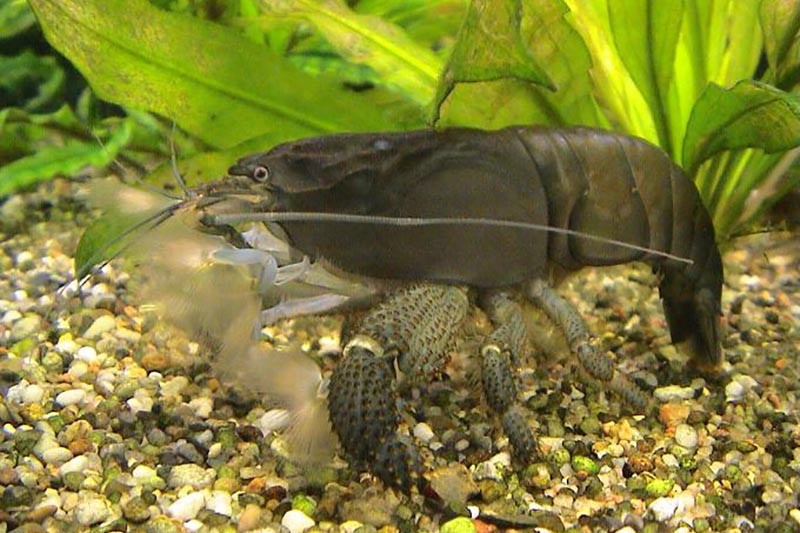 Atya gabonensis - Gabun - Riesenfächergarnele