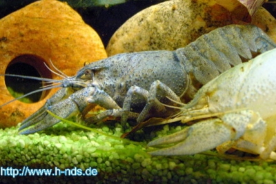 Astacus leptodactylus - Galizischer Sumpfkrebs (blaue Farbform)