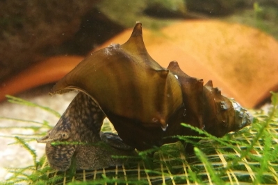 Brotia pagodula - Stachelige Turmdeckelschnecke