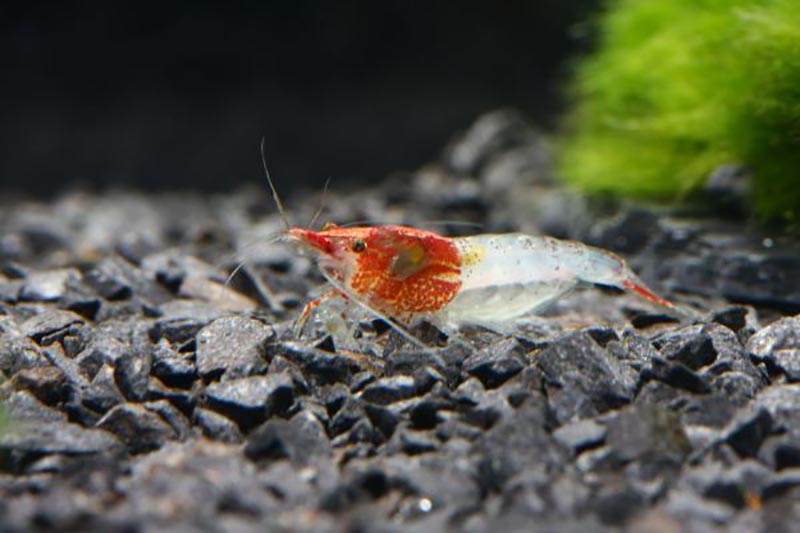 Neocaridina davidi - Rili Shrimp