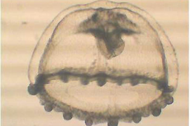 Craspedacusta sowerbyi - Süßwasser-Qualle