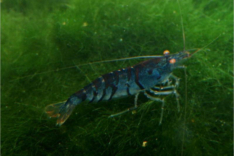 Caridina mariae &quot;Blue Tiger&quot; - Blaue Tigerggarnele