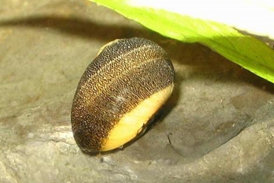 Cayo Largo Schnecke - Neritina virginea