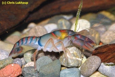 Procambarus pygmaeus