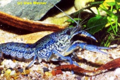 Procambarus fallax f. virginalis - Marmor-Krebs