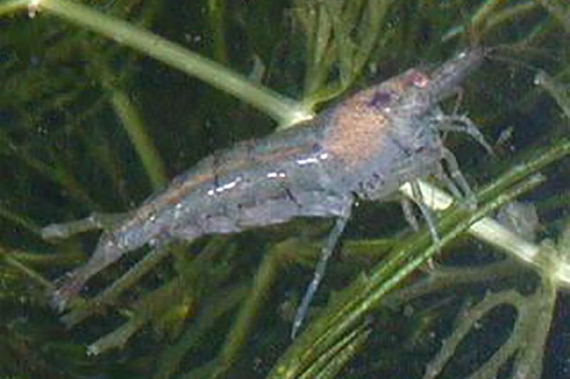 Caridina sp. &quot;Rotschwanz&quot; - Rotschwanzgarnele