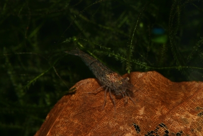 Neocaridina palmata - Variable Rückenstrichgarnele