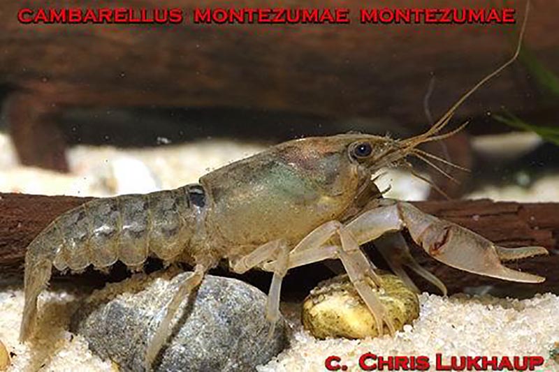 Cambarellus montezumae montezumae - Montezuma Zwergflusskrebs