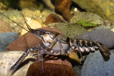 Procambarus cf. raneyi