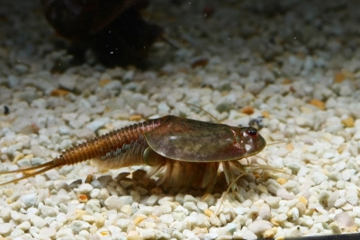 Triops granarius