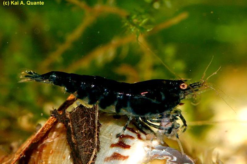 Caridina mariae &quot;Tiger Black&quot; - Schwarze Tiger-Zwerggarnele