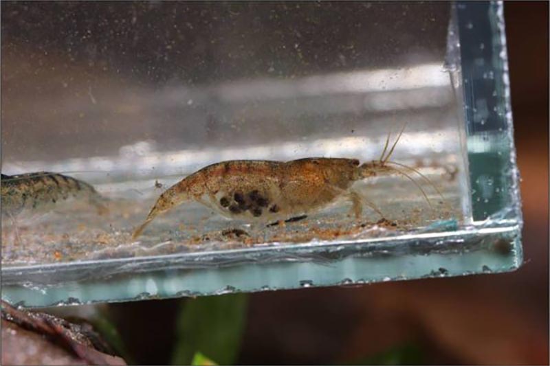 Lancaris kumariae - Sri Lanka Hochlandgarnele