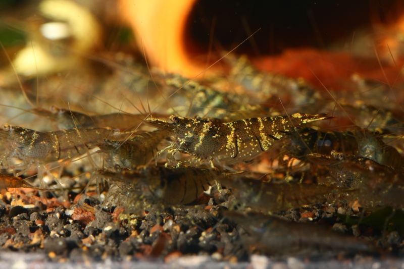 Caridina pareparensis parvidentata - Sulawesi Inlandsgarnele