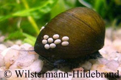 Neritina pulligera - Stahlhelm-Schnecke
