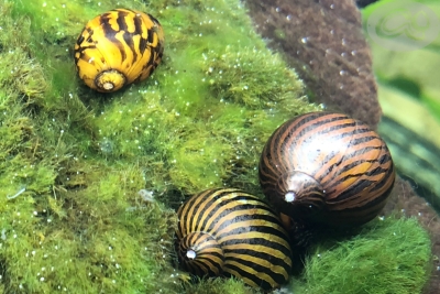 Neritina turrita - Zebra-Rennschnecke, Orange Track