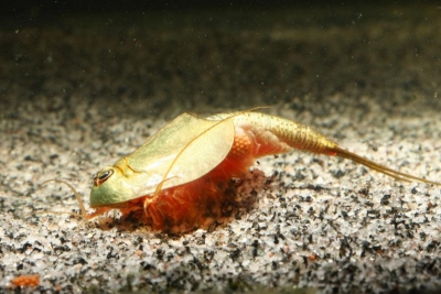 Triops longicaudatus Weibchen