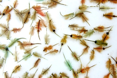 Artemia franciscana