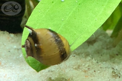 Clithon corona - Geweihschnecke, Sun Snail