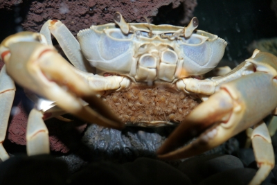Potamonautes orbitospinus - Malawisee-Krabbe