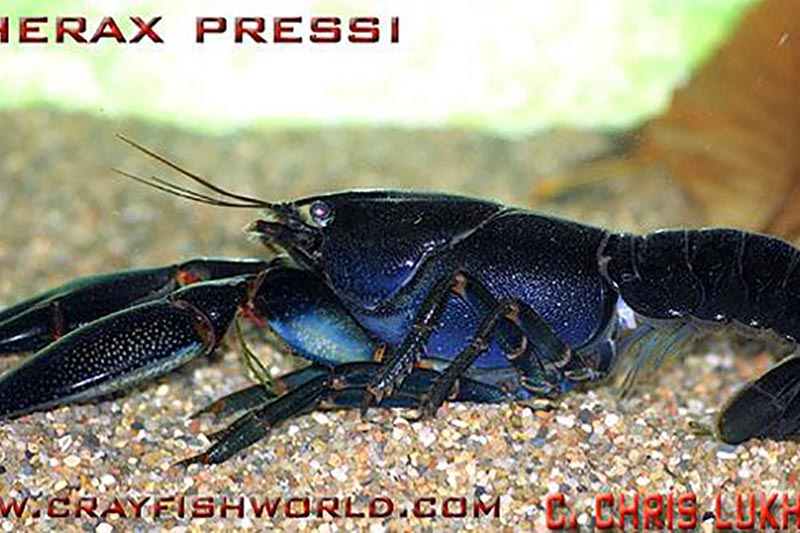 Cherax preissii - Blauschwarzer Australier