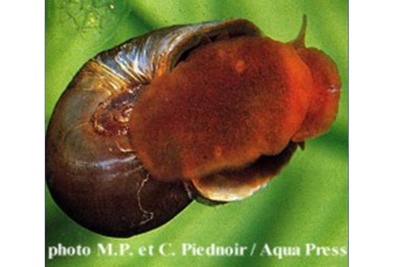 Planorbarius corneus - Posthornschnecke