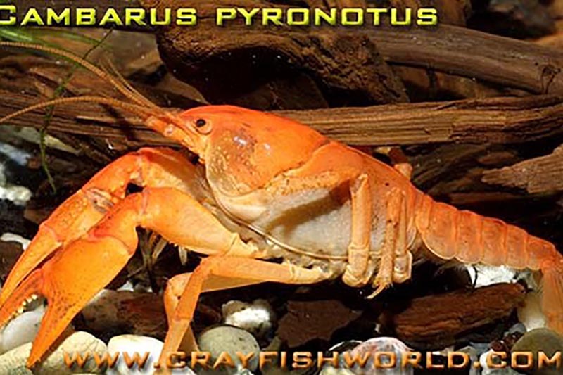 Cambarus pyronotus - Feuerkrebs