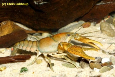 Procambarus erichsoni