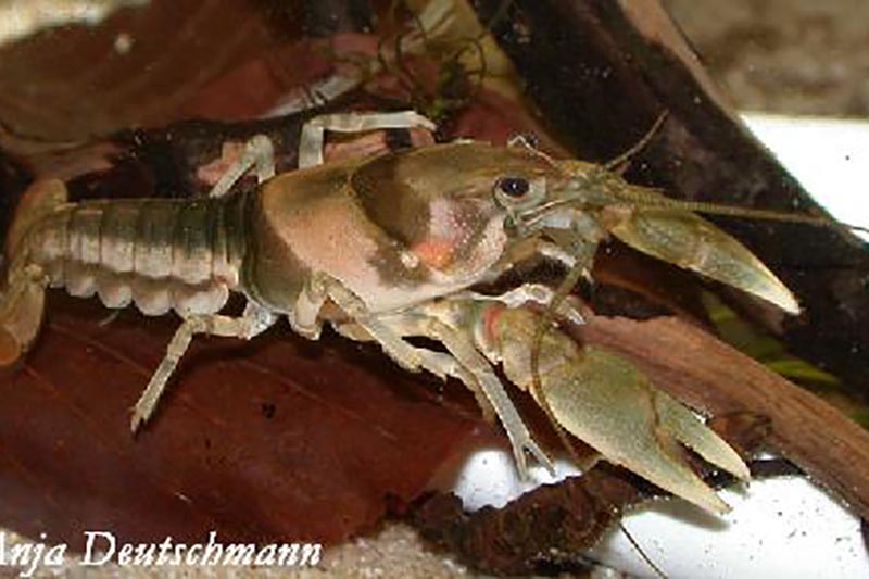 Cambarus girardianus