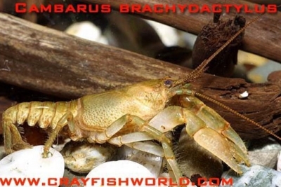 Cambarus brachydactylus