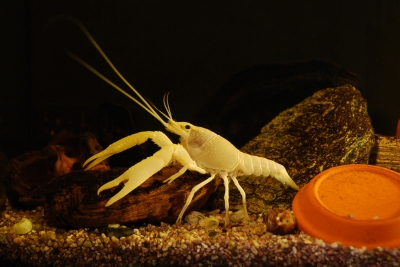 Procambarus clarkii weiß - Weißer Flusskrebs