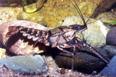 Mamorkrebs - Procambarus sp.
