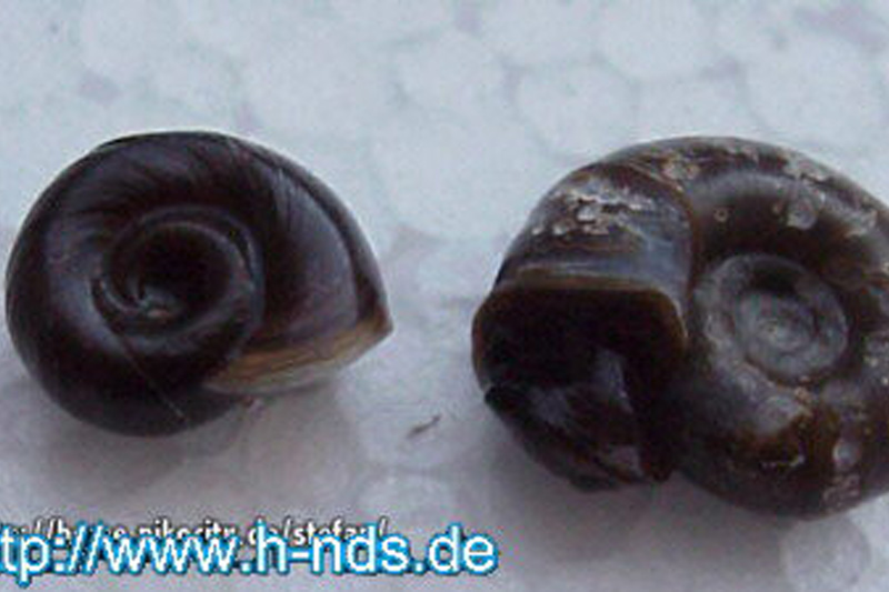 Planorbella duryi - Kleine Posthornschnecke