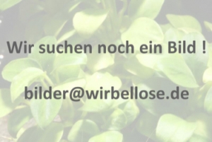 Physa fontinalis - Quellblasenschnecke