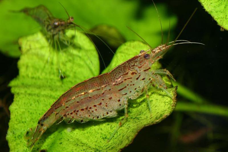 Caridina multidentata - Amanogarnele