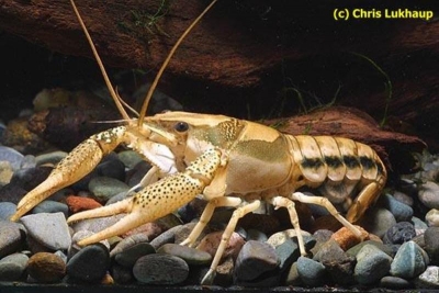 Procambarus vioscai